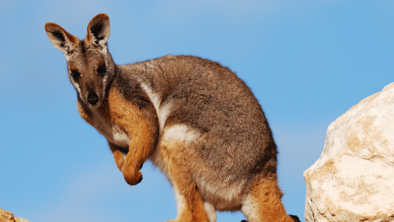 Yellow-Footed_Rock_Wallaby