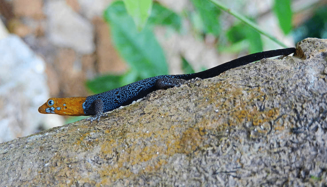Yellow-Headed_Gecko