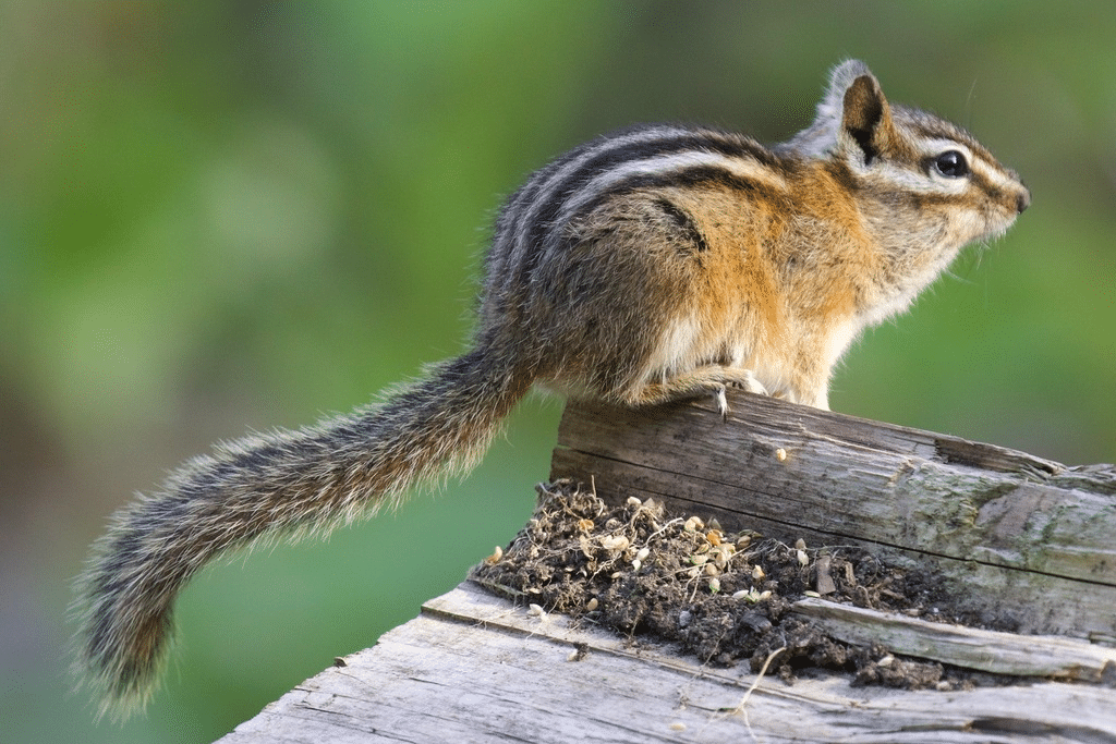 Yellow-Pine_Chipmunk