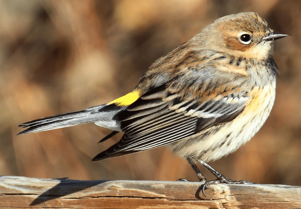 Yellow-Rumped_Warbler