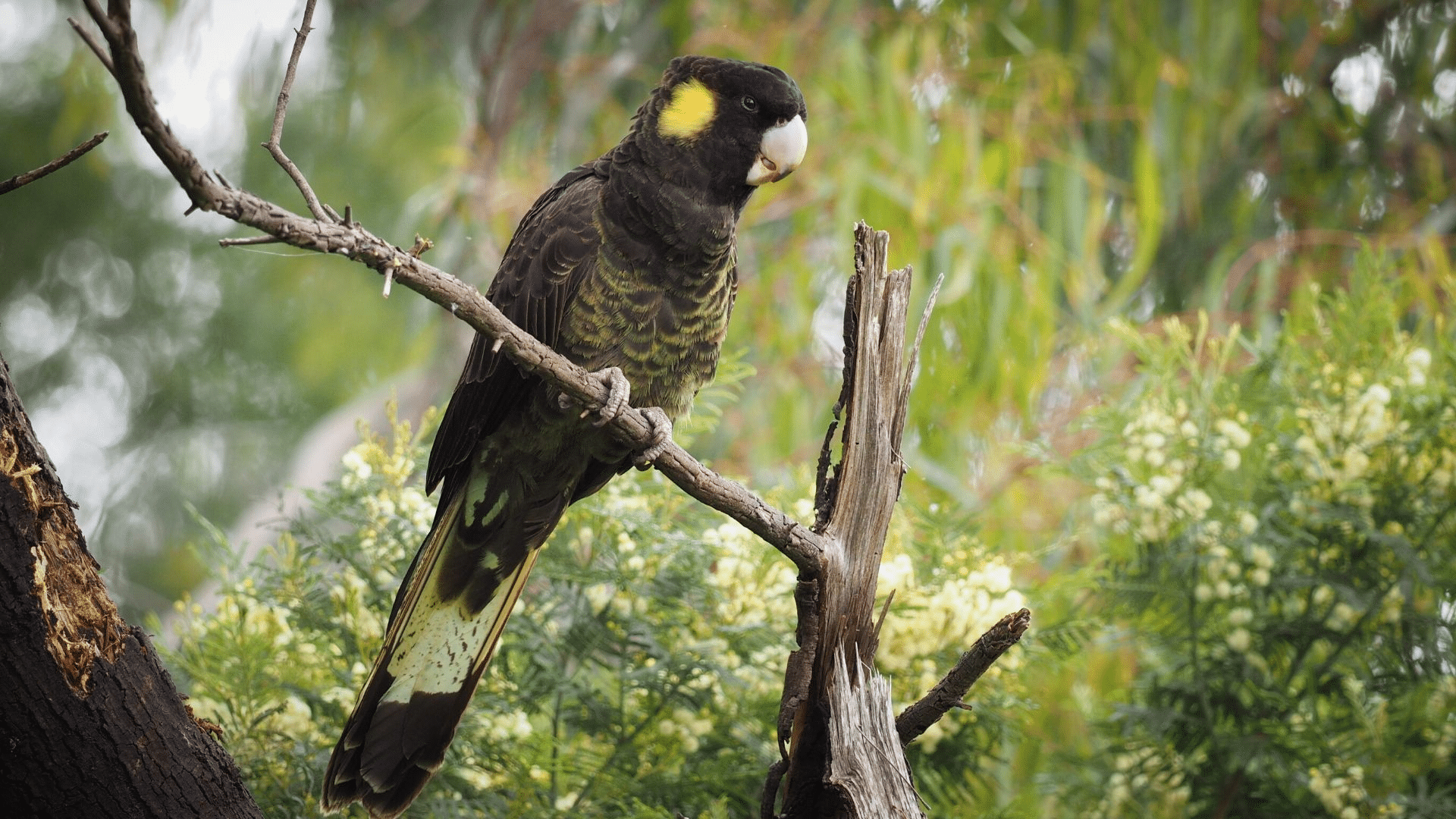 Yellow-Tailed_Black_Cockatoo