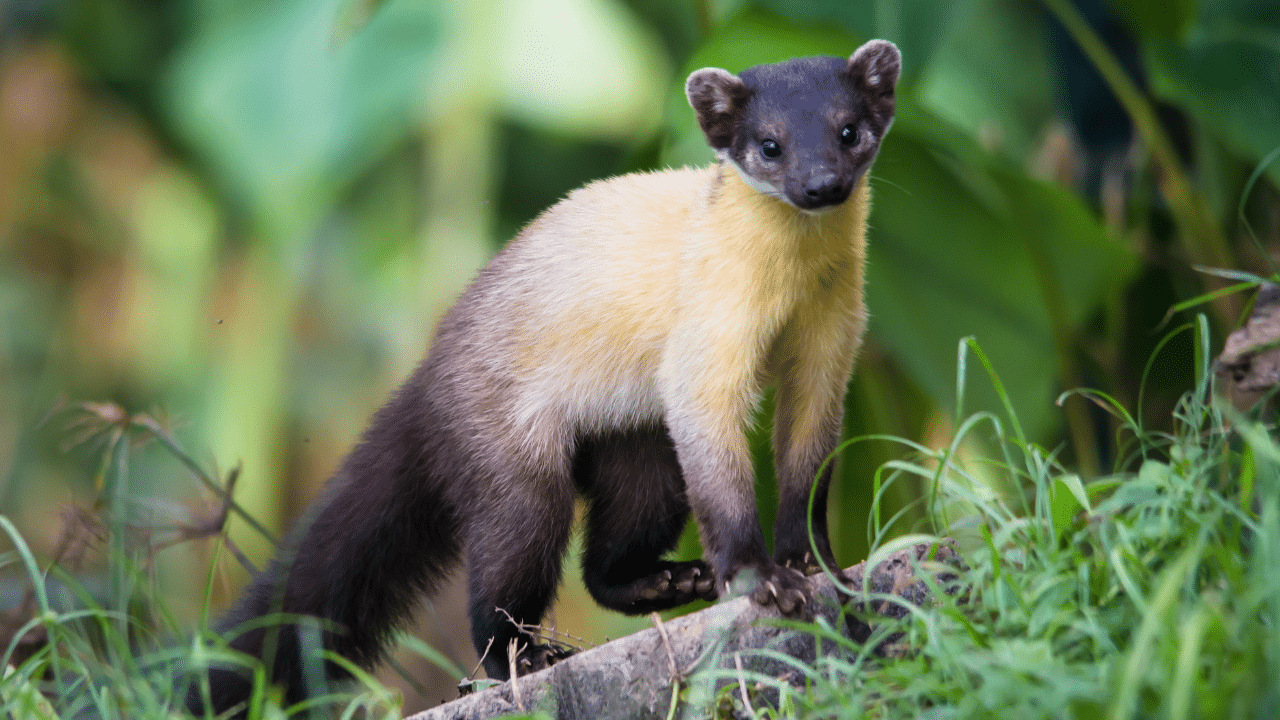 Yellow-Throated_Marten