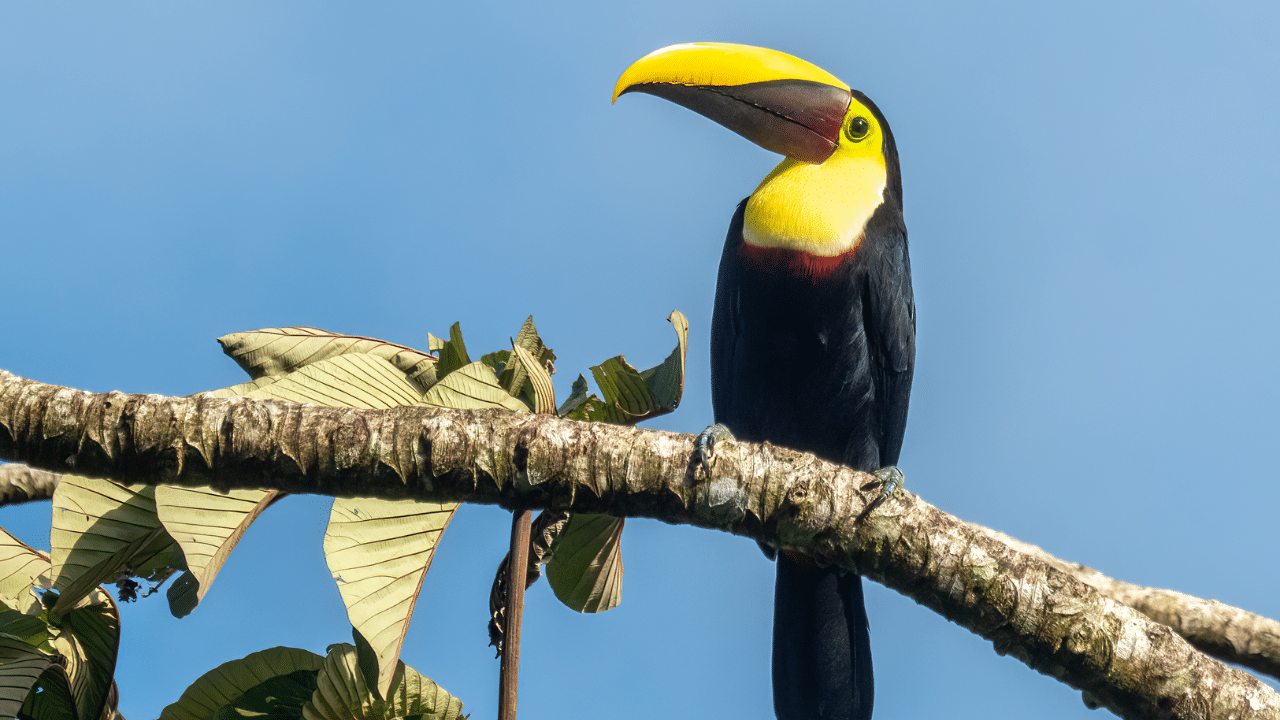 Yellow-Throated_Toucan