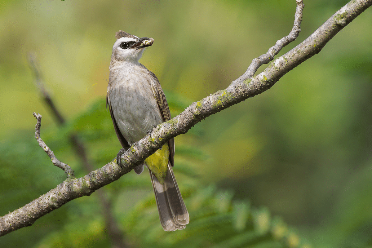 Yellow-Vented_Bulbul