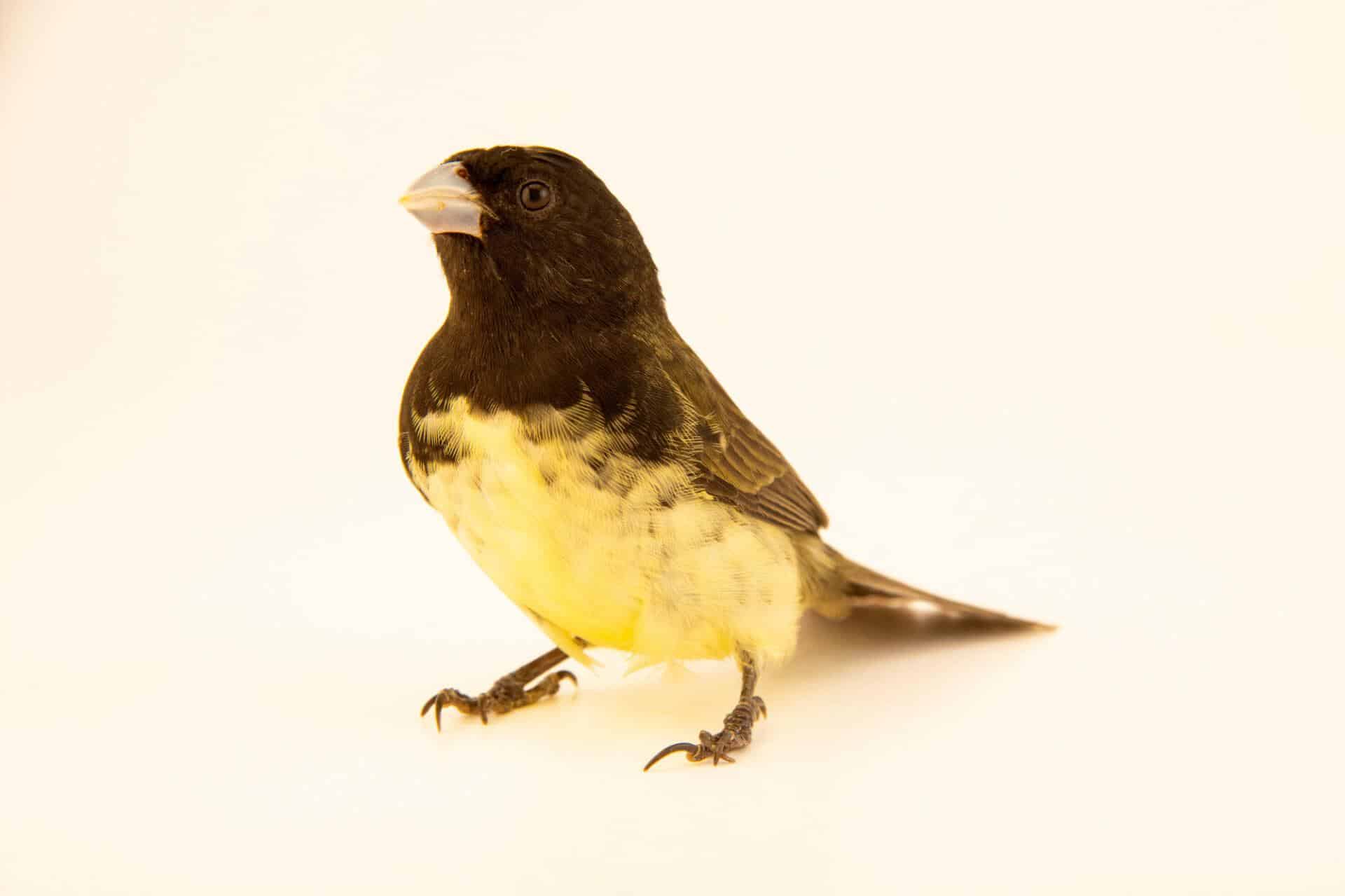 Yellow-bellied_Seedeater