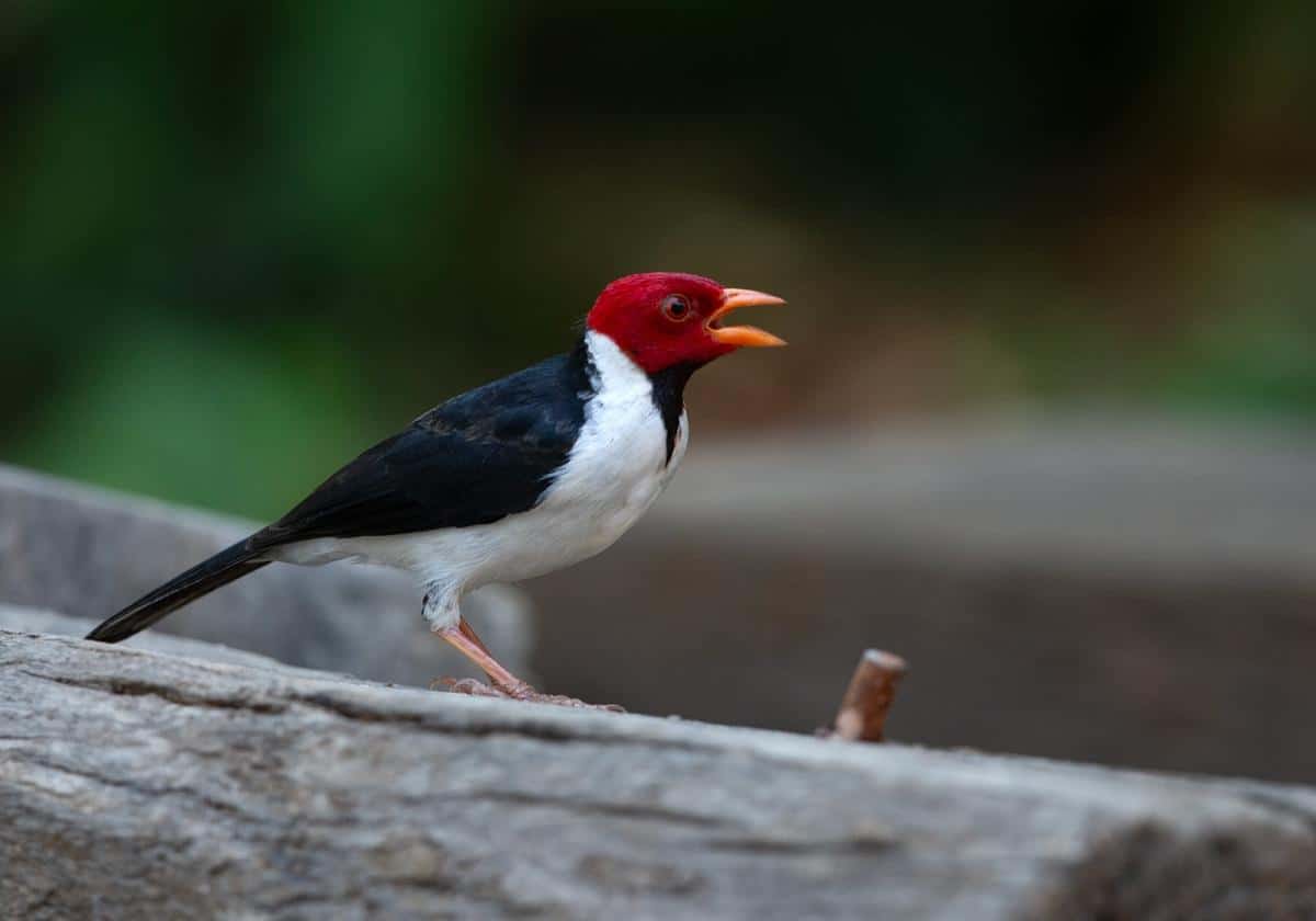 Yellow-billed_Cardinal