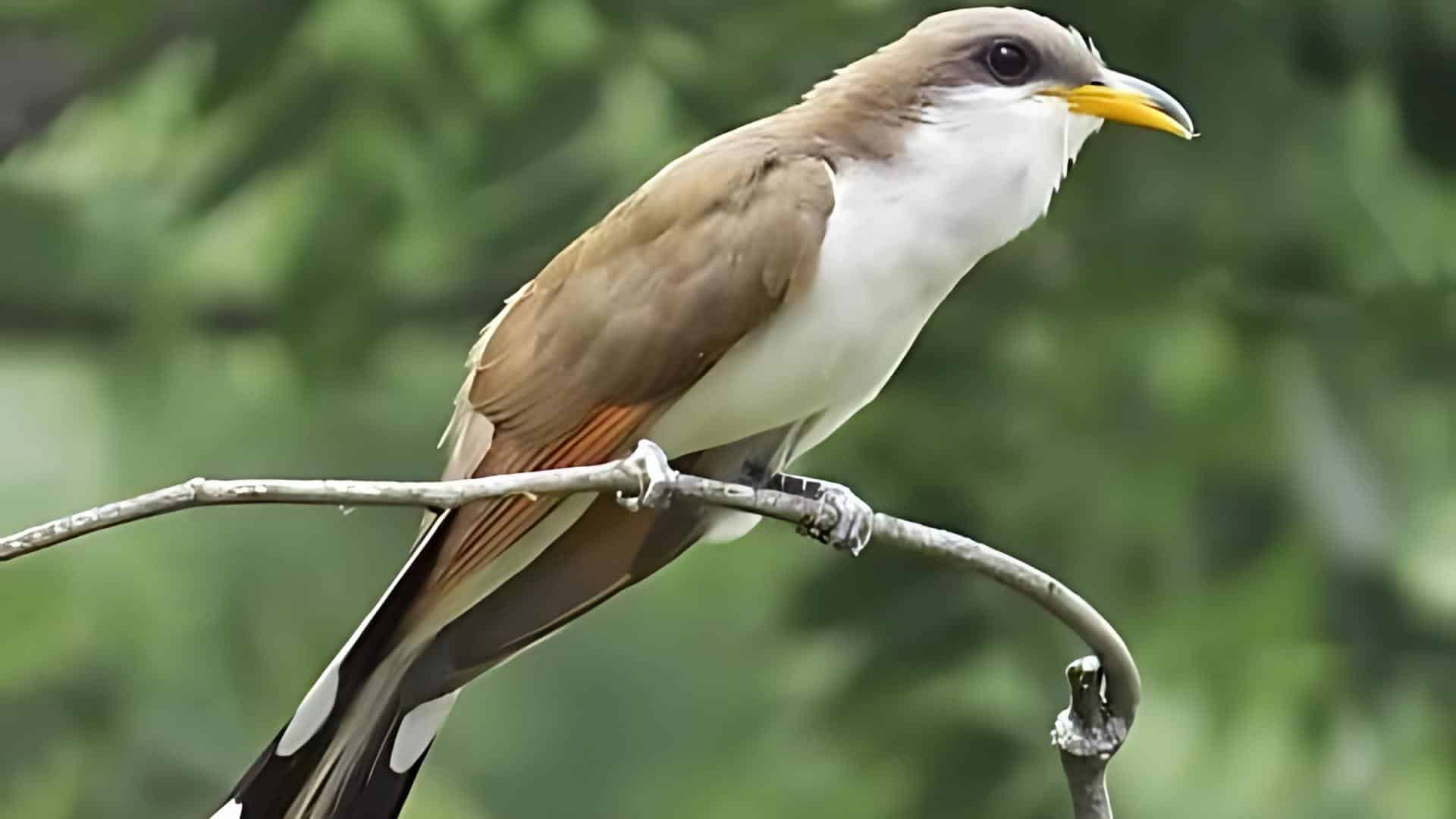 Yellow-billed_Cuckooshrike