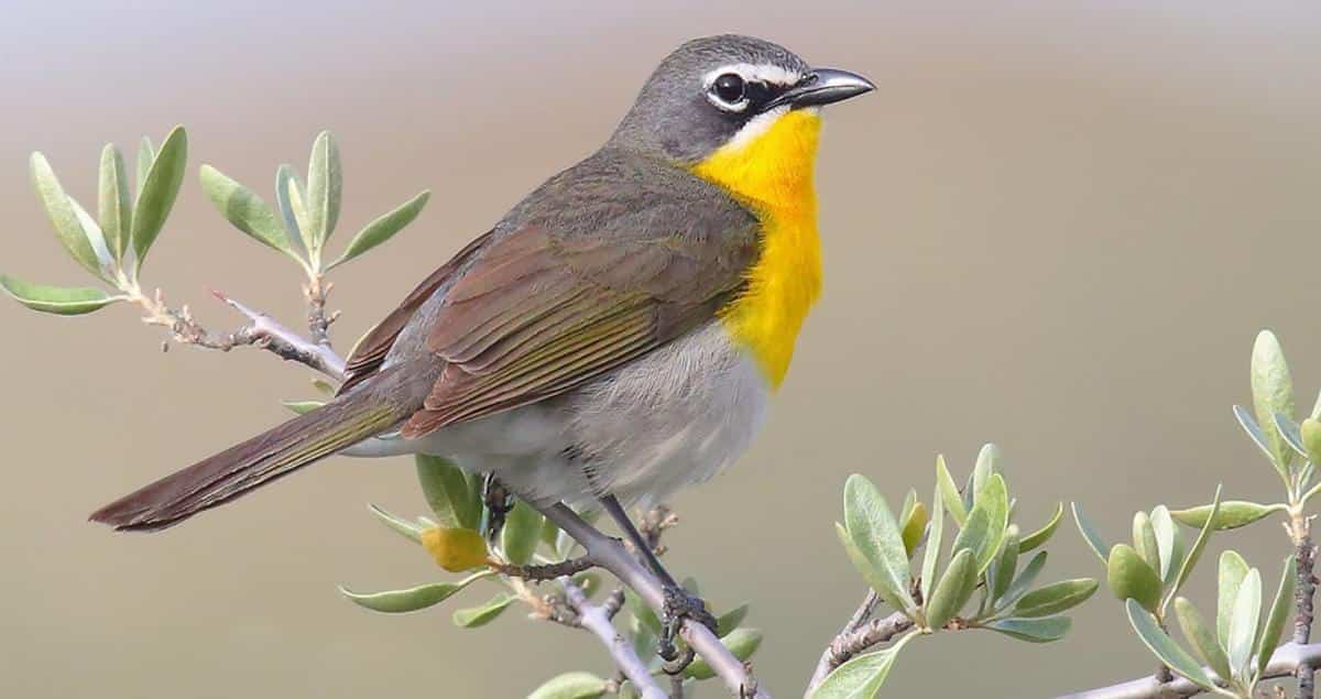 Yellow-breasted_Chat