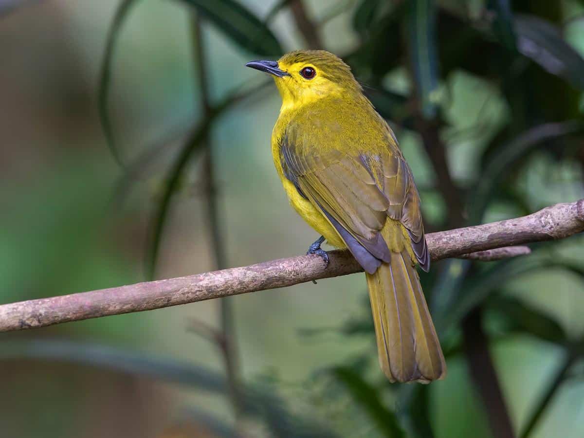 Yellow-browed_Bulbul