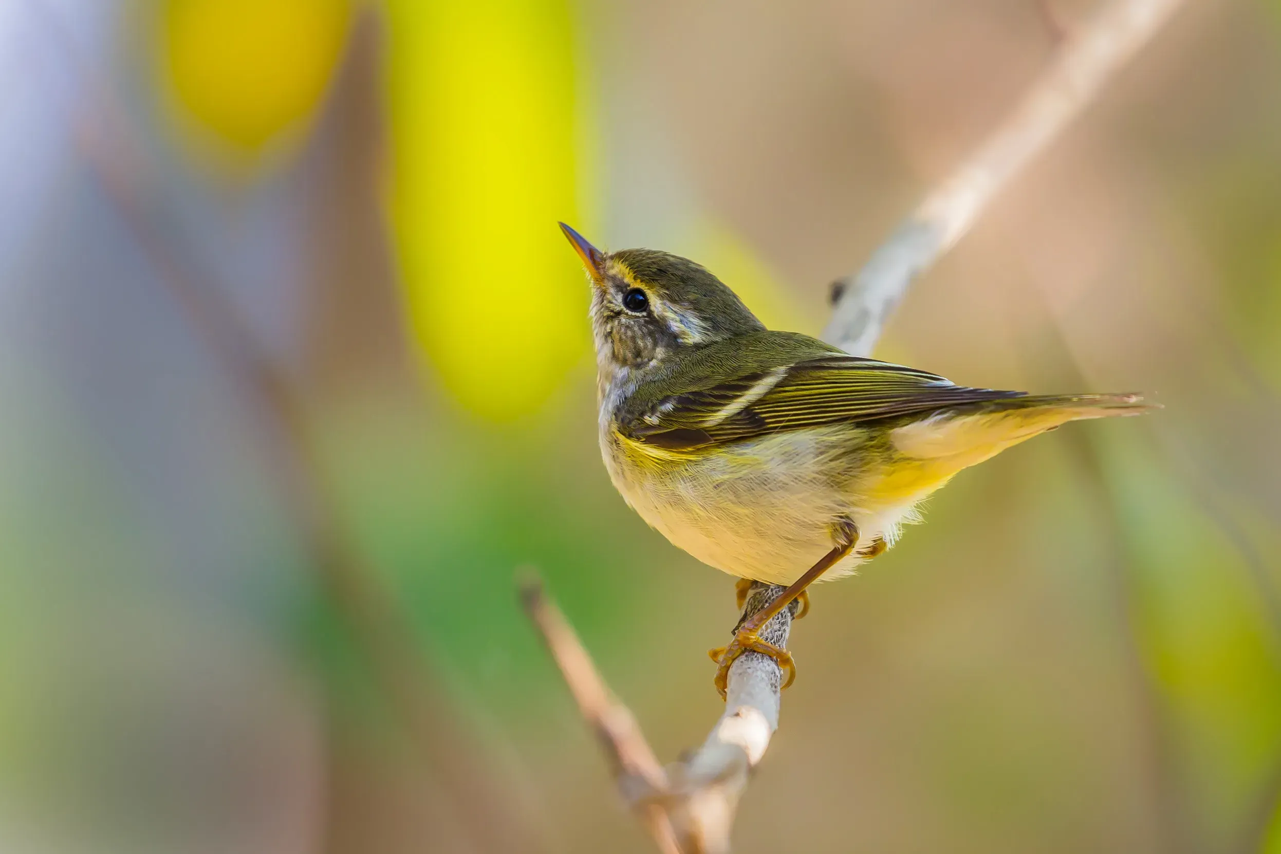 Yellow-browed_Warbler
