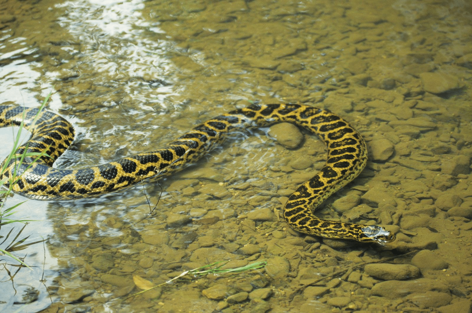Yellow_Anaconda