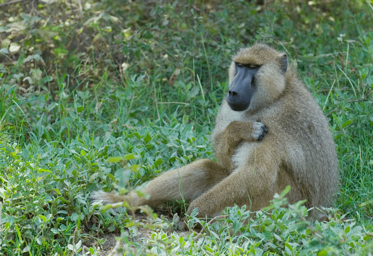 Yellow_Baboon