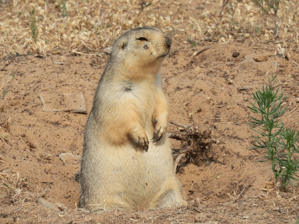 Yellow_Ground_Squirrel