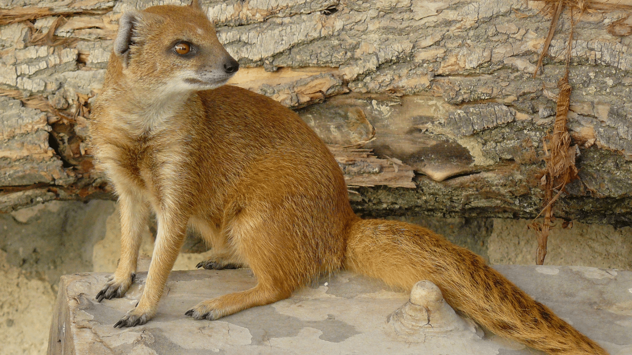 Yellow_Mongoose