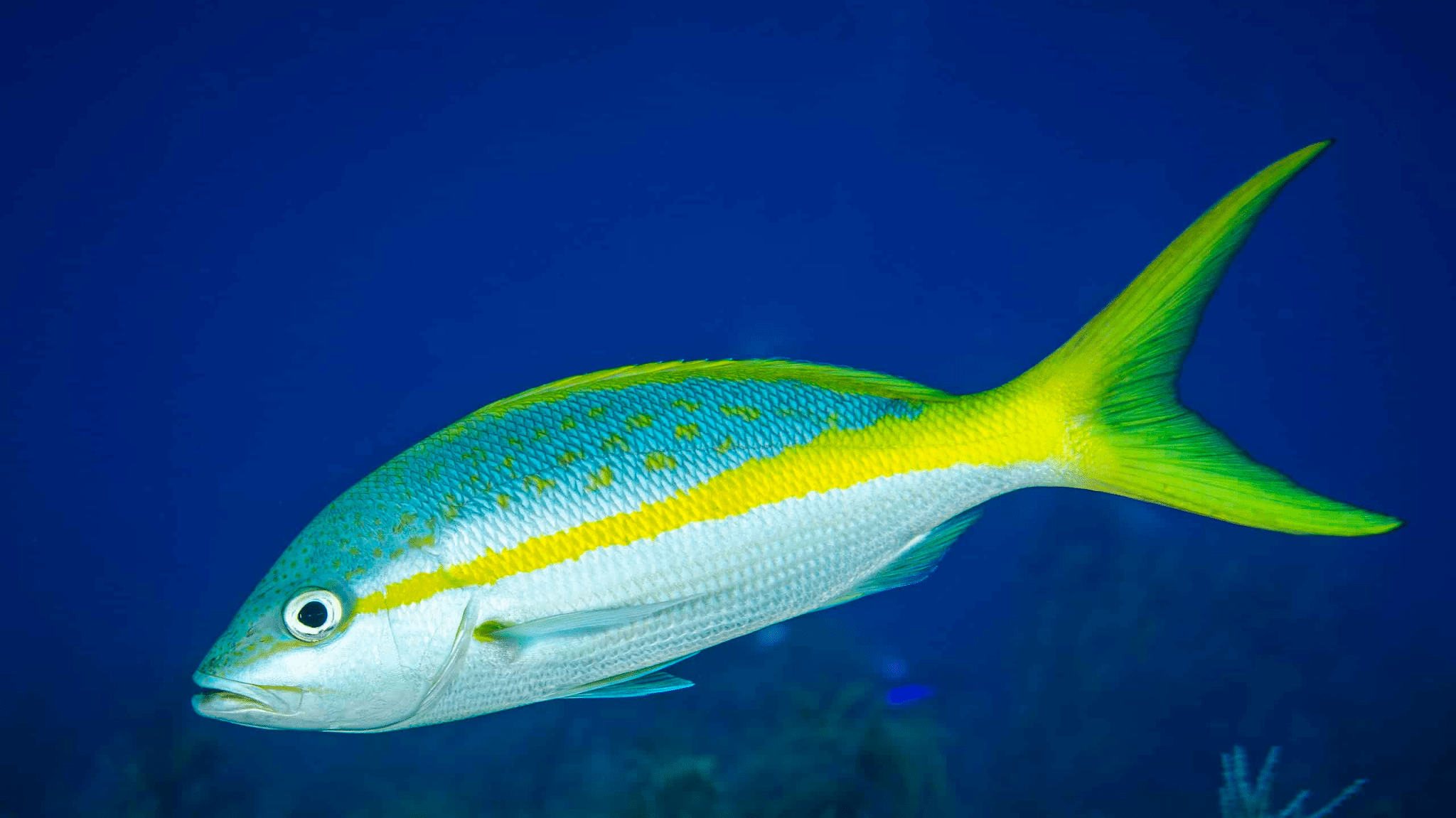 Yellowtail_Snapper