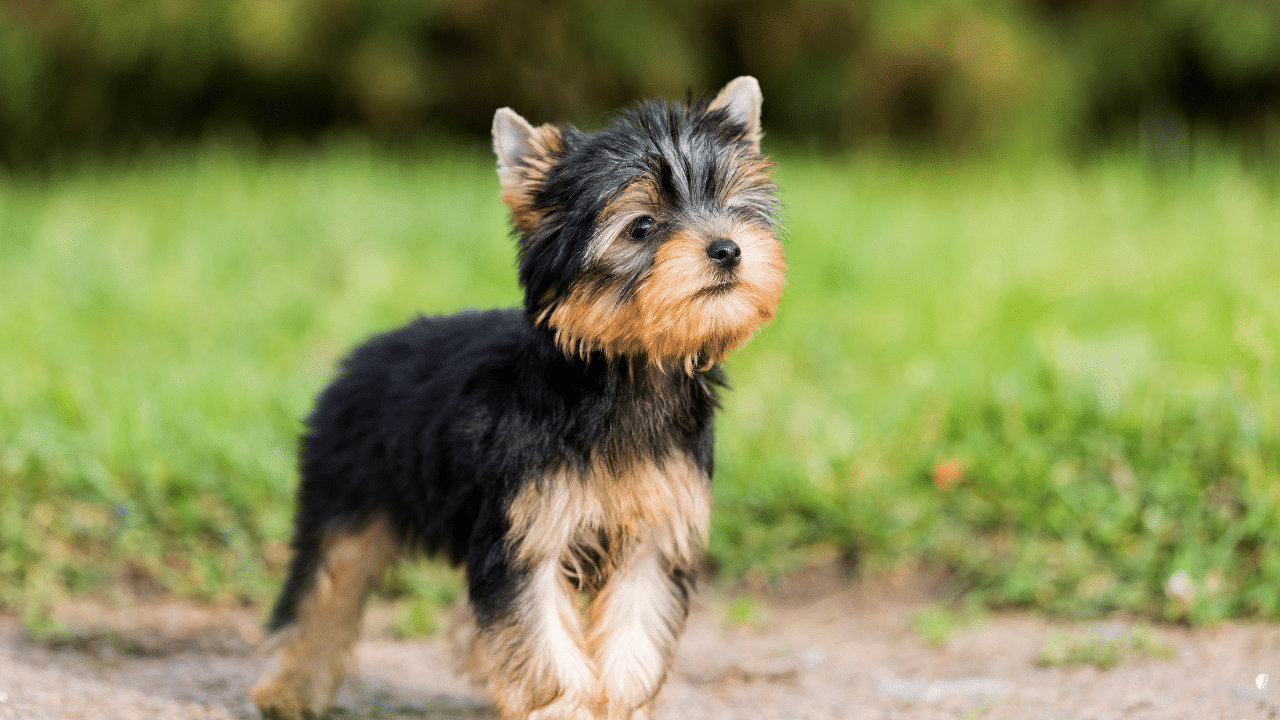 Yorkshire_Terrier