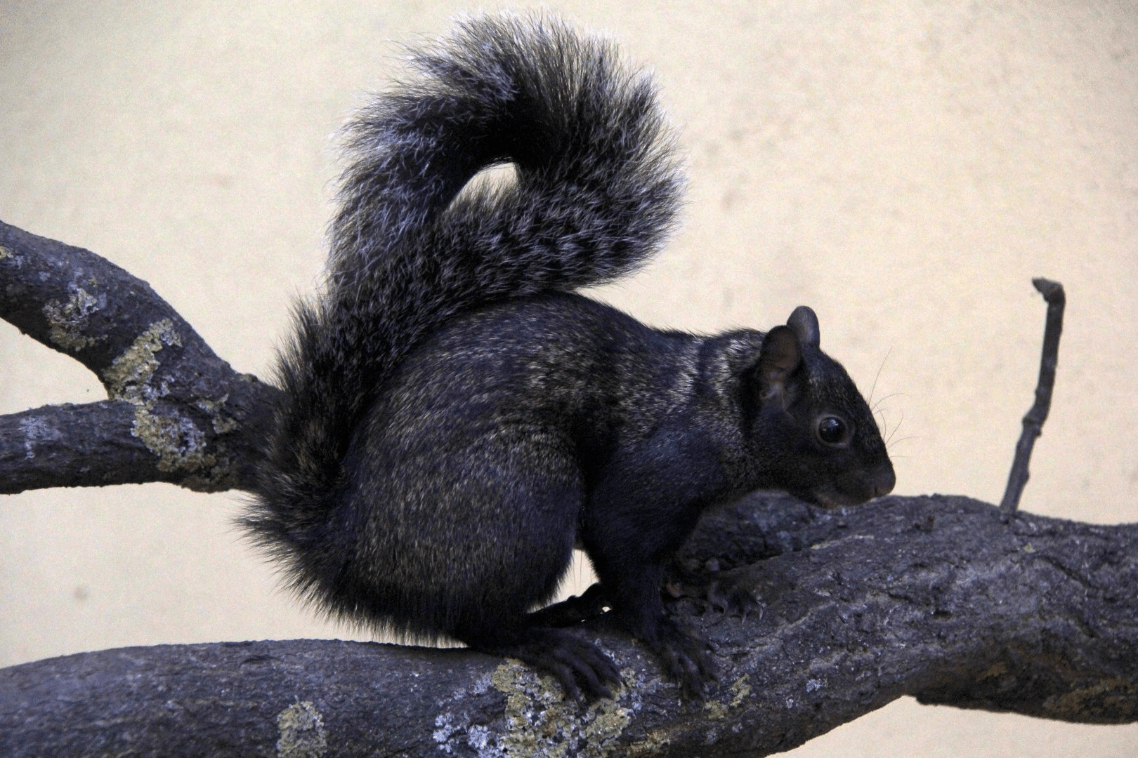 Yucatan_Squirrel
