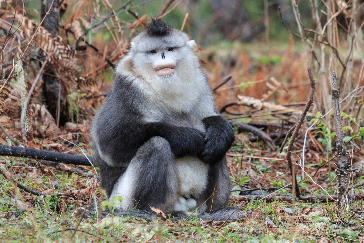 Yunnan_Snub-Nosed_Monkey