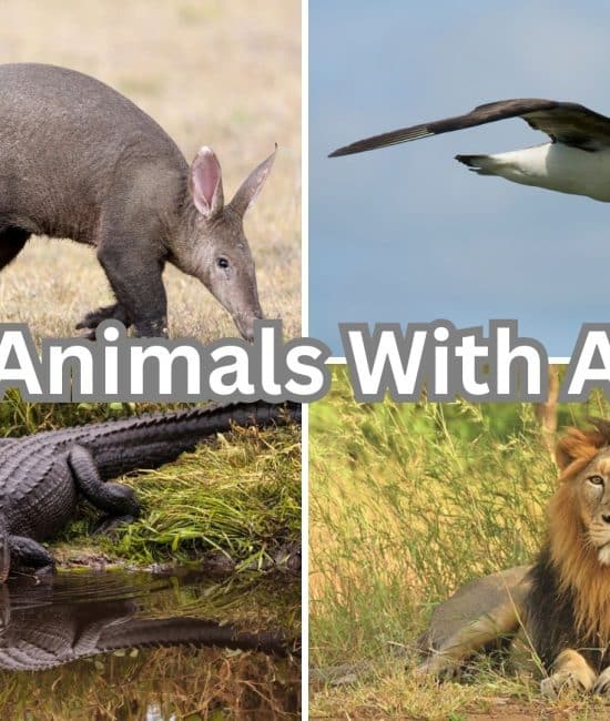 animals with a