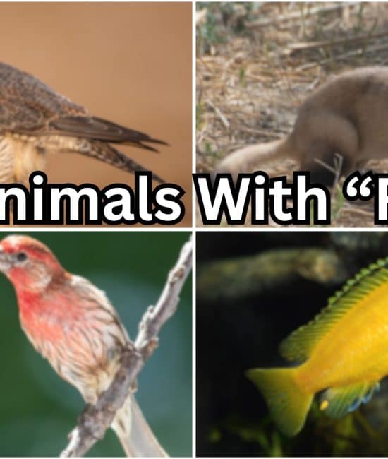 animals with f