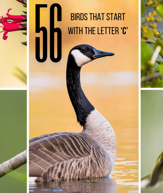 birds with c