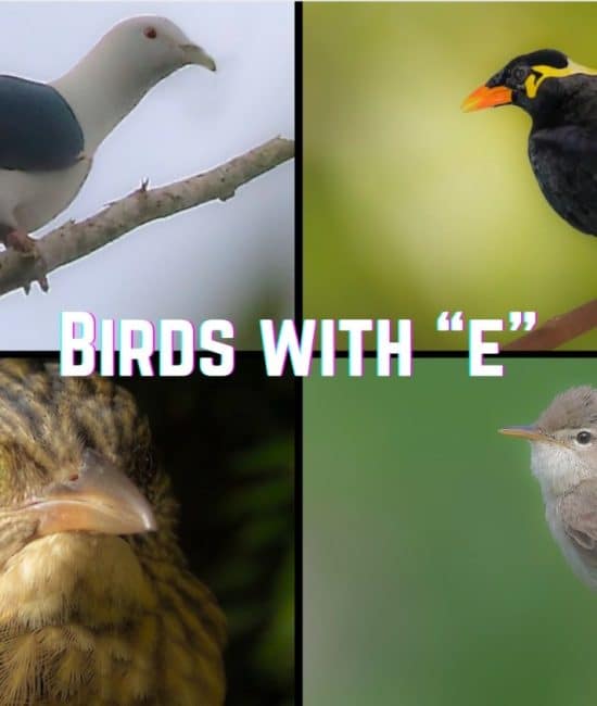birds with e