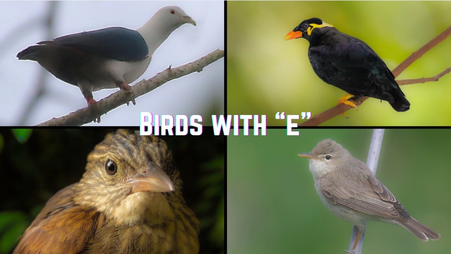 birds with e