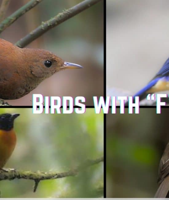 birds with f