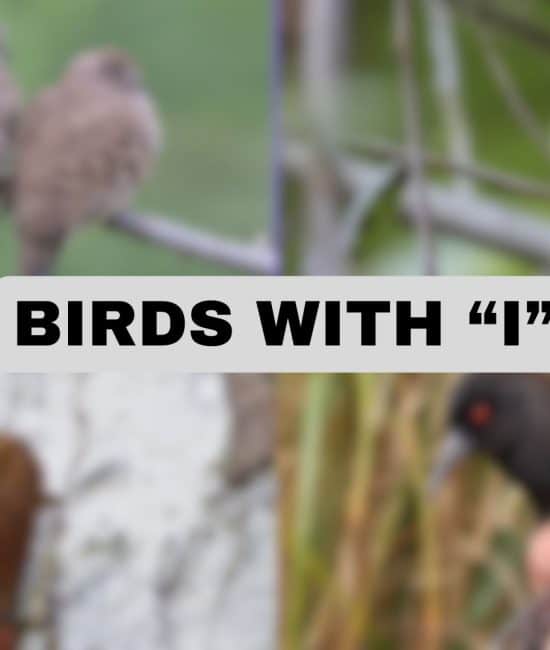 birds with i