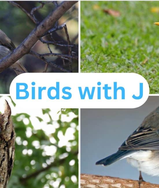 birds with j