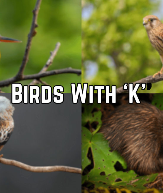 birds with k