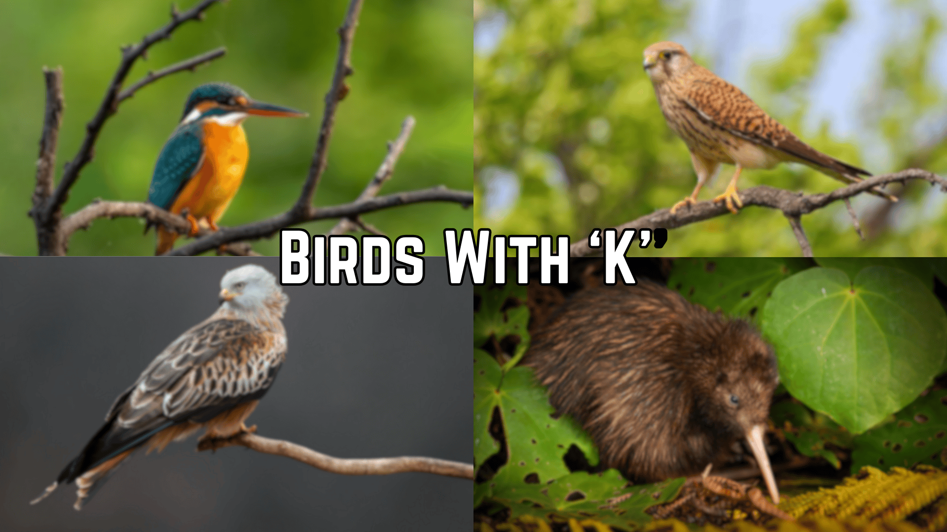 birds with k