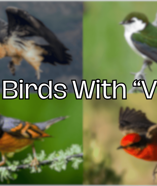 birds with v