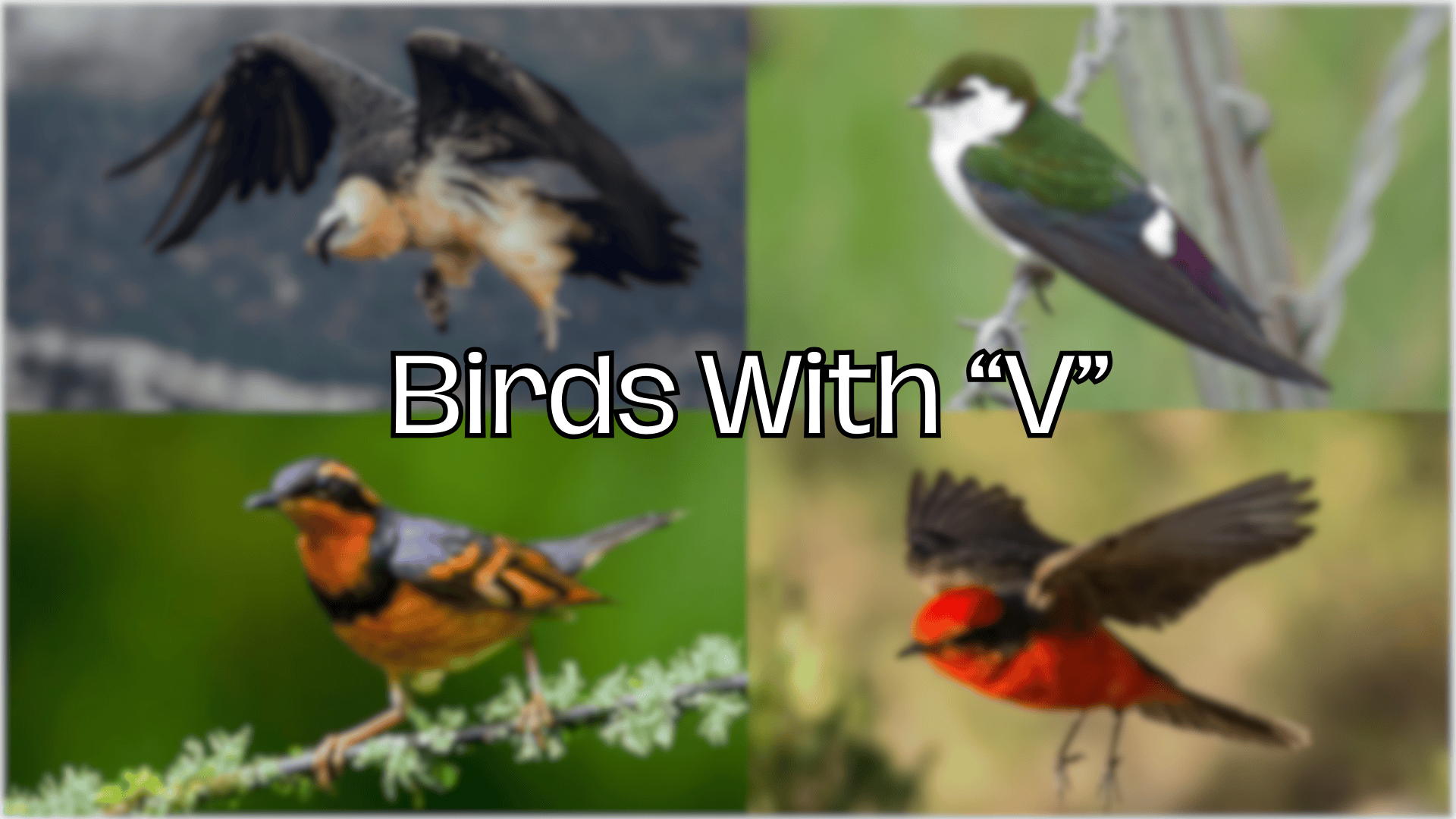birds with v