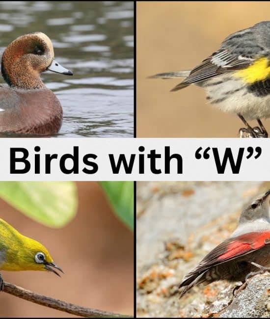 birds with w