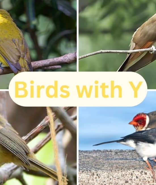 birds with y