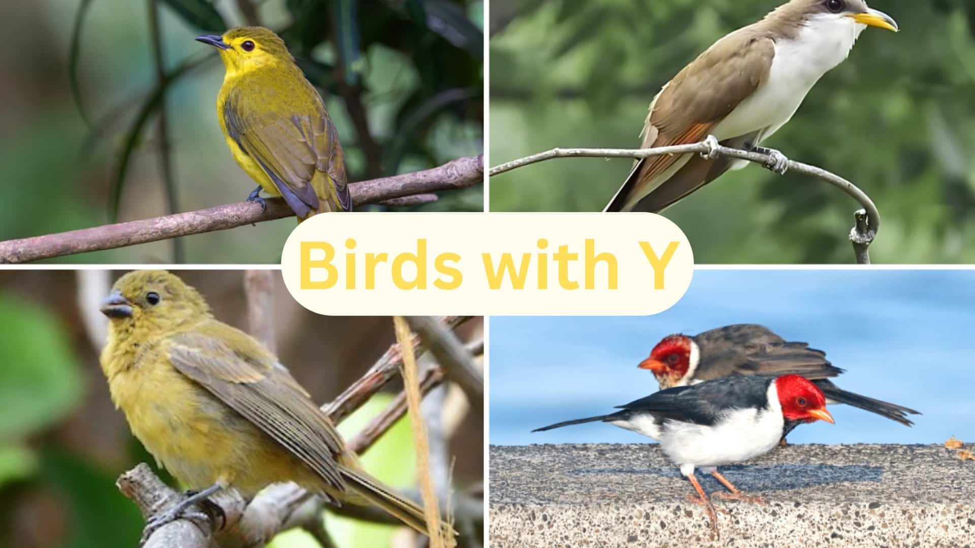 birds with y