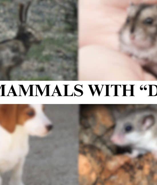 mammals with d