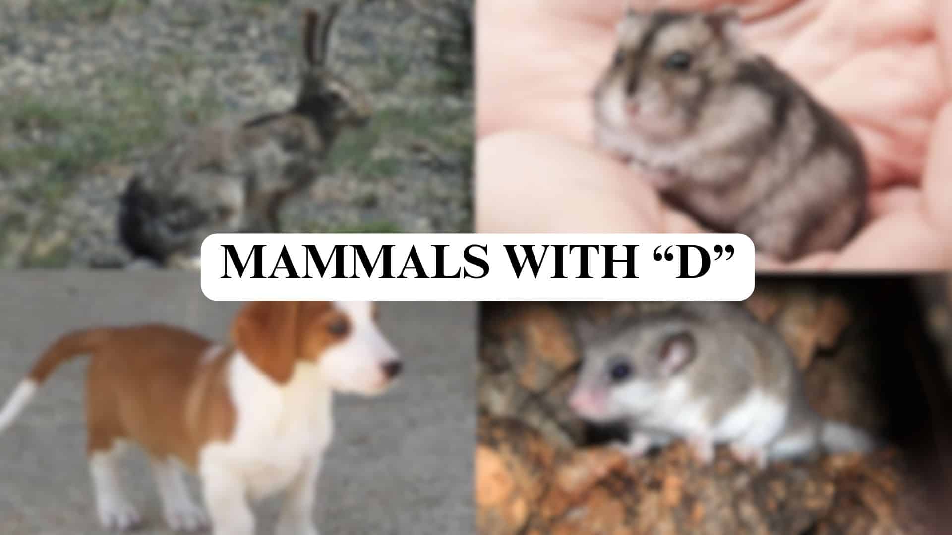mammals with d