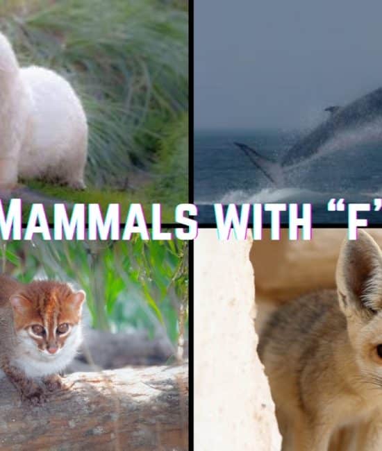 mammals with f