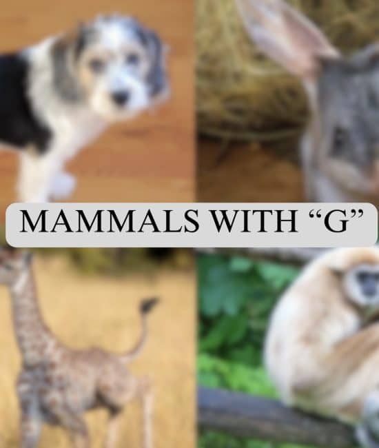 mammals with g