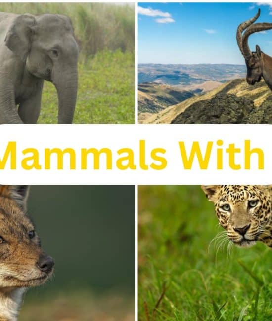 mammals with i