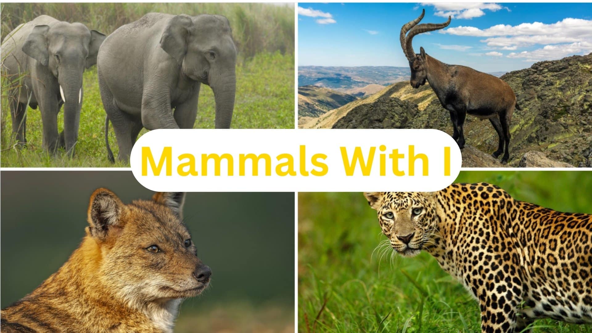 mammals with i