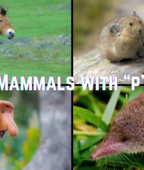 mammals with p
