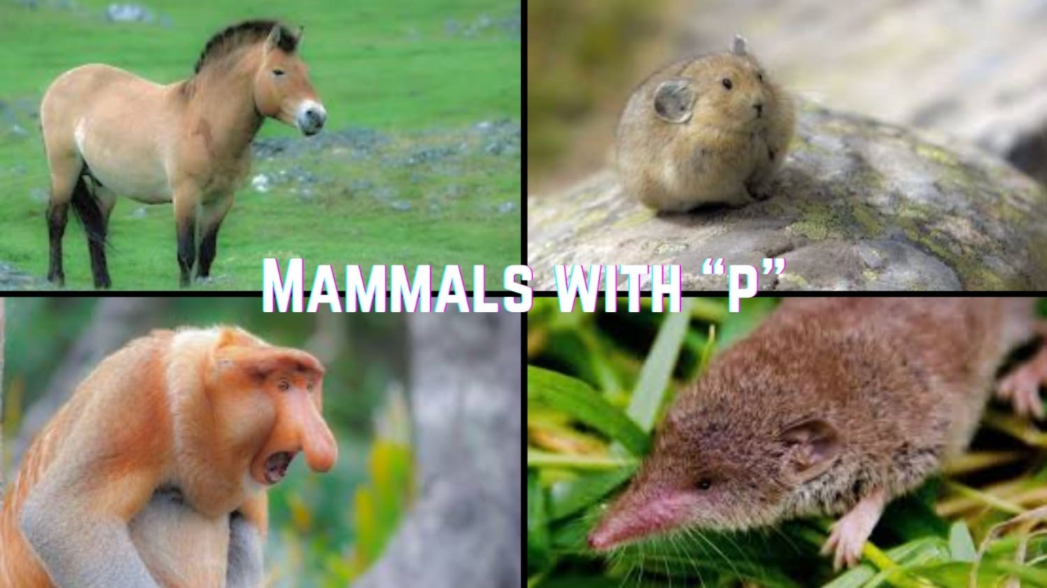 mammals with p