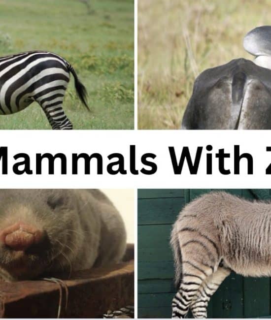 mammals with z