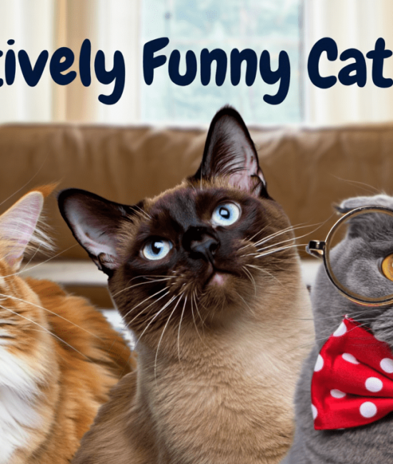 151 Hilarious Names for Cats: Meow-Worthy