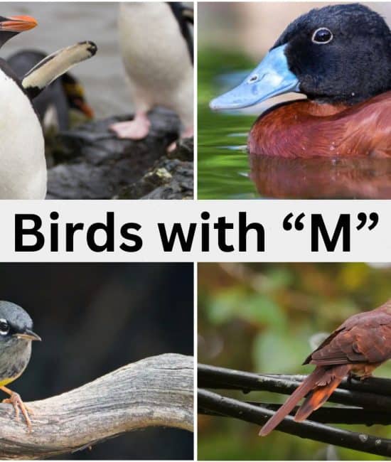 207 Birds that Start with the Letter "M"