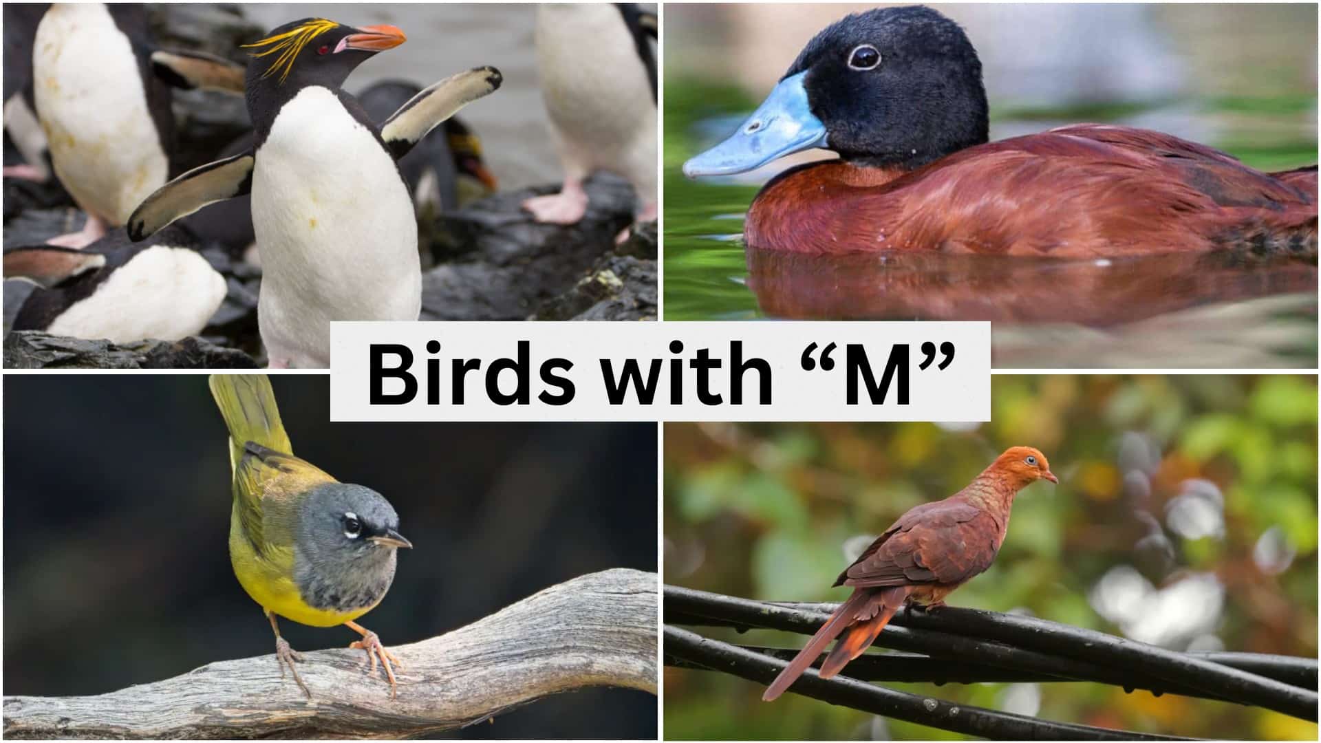 207 Birds that Start with the Letter "M"