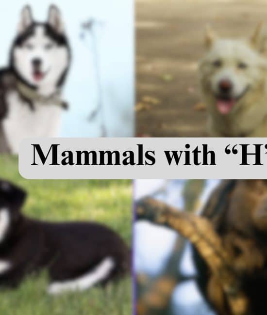 33 Mammals Starting with The Letter "H"
